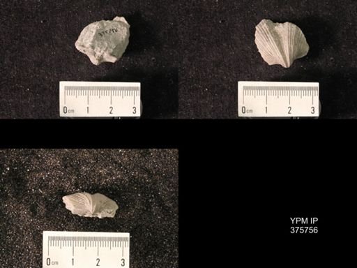 Spirifer cameratus