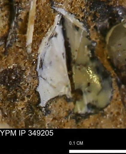 undet. Bivalvia