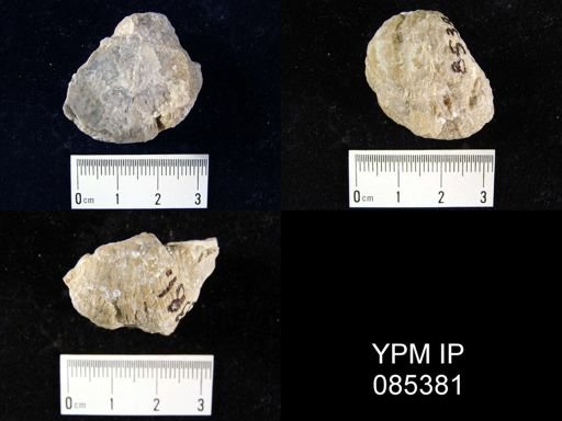 Juresania nebrascensis