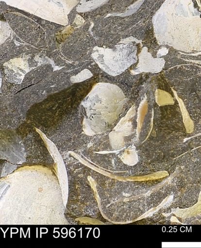 undet. Mollusca