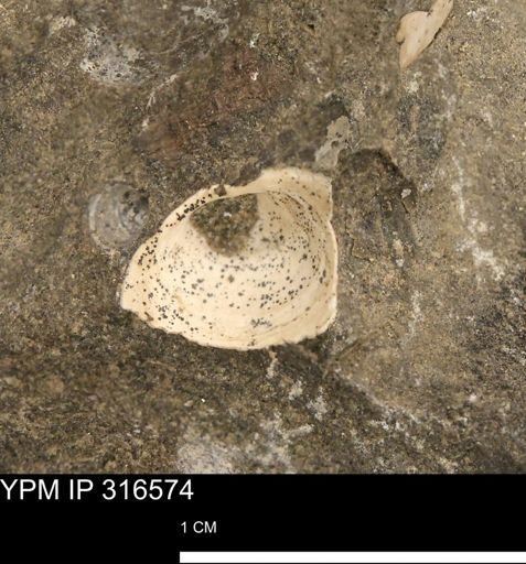 undet. Bivalvia
