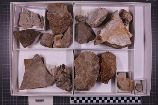 mixed taxa, stratigraphic collection