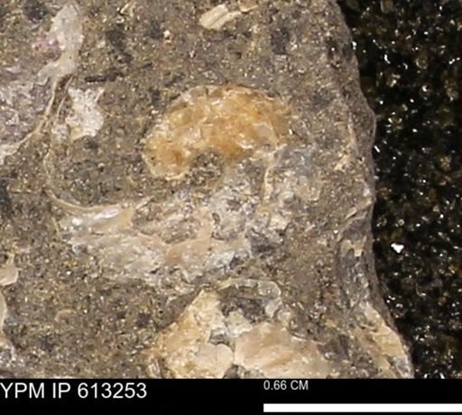 Scaphites sp.