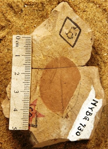 Berchemia huanoides