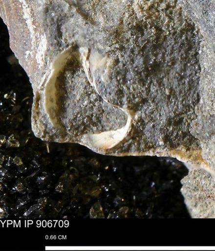 undet. Mollusca