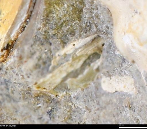 undet. Mollusca