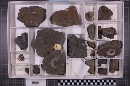 mixed taxa, stratigraphic collection