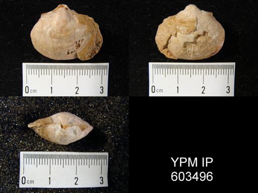 Cleiothyridina royssii