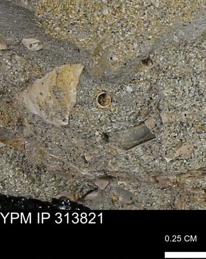 undet. Scaphopoda