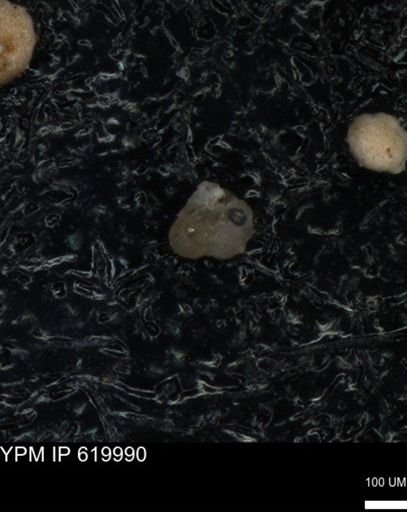 undet. Foraminiferida
