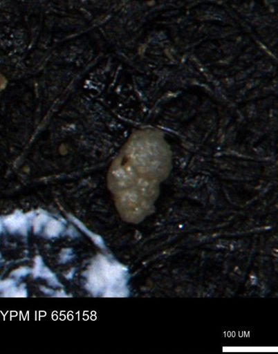 Bimonilina variana