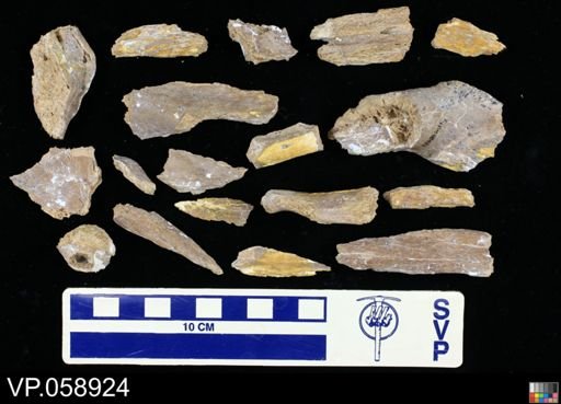 Platecarpus