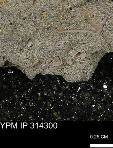 undet. Scaphopoda