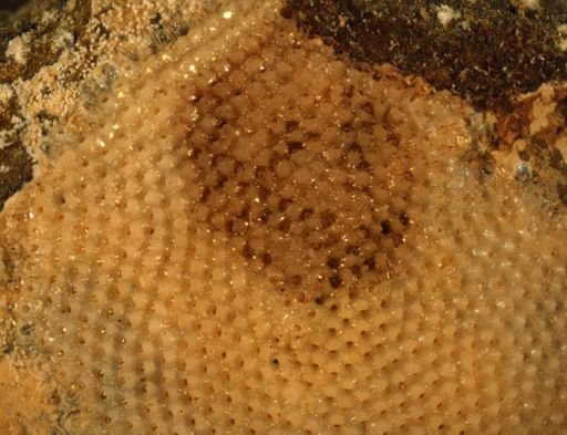 Hippoporinidae