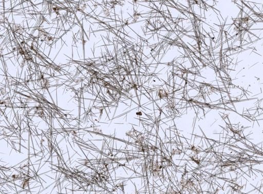 Polymastia infrapilosa