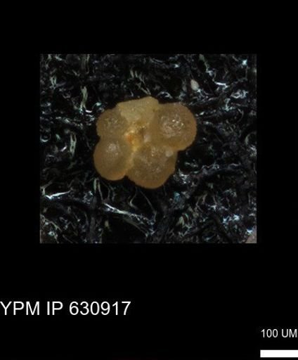 undet. Rugoglobigerinidae