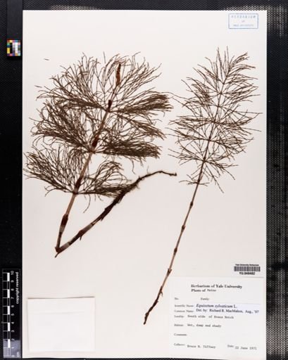 Equisetum sylvaticum