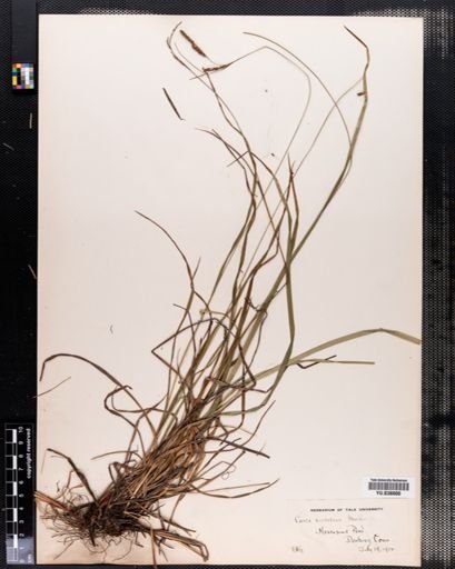 Carex virescens