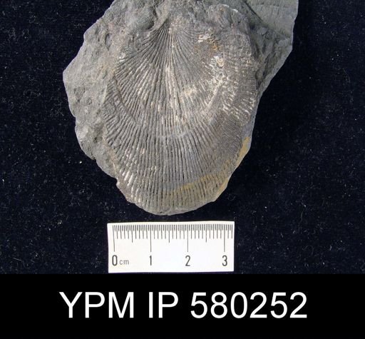 Atrypa sp.