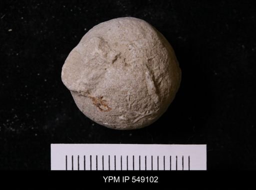 Pallichnus dakotensis