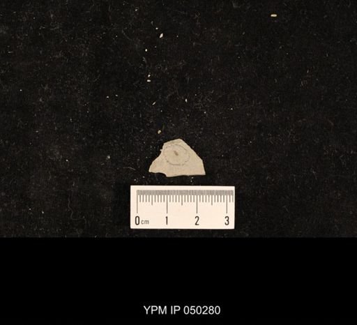 undet. Hexapoda