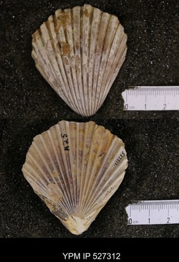 Pecten texana