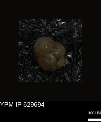 undet. Foraminiferida