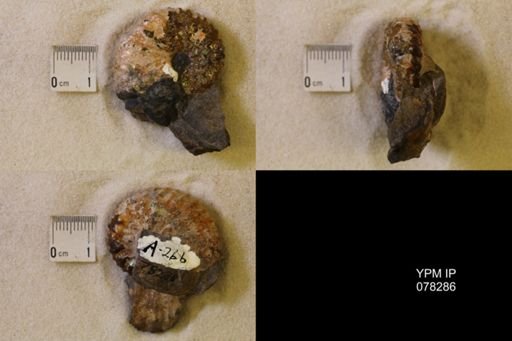 Jeletzkytes nebrascensis