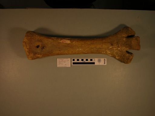 Dinornis ingens
