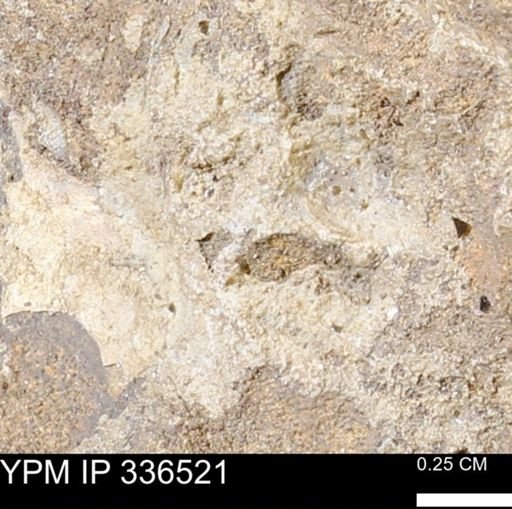 undet. Mollusca
