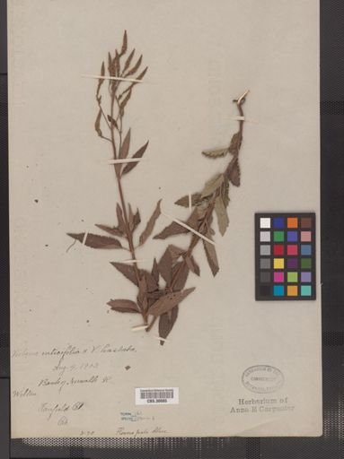 Verbena hastata
