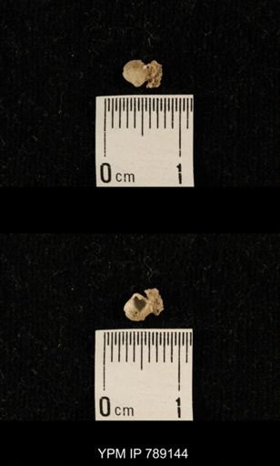 undet. Brachiopoda