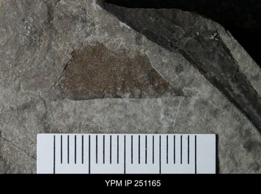 undet. Eurypterida