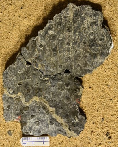 Stigmaria
