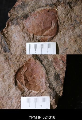 undet. Arthropoda