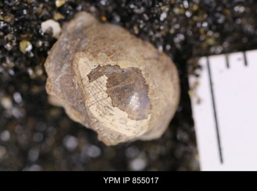 undet. Gastropoda