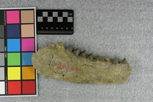 Elomeryx armatus