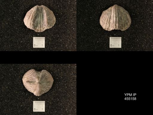 Platystrophia ponderosa