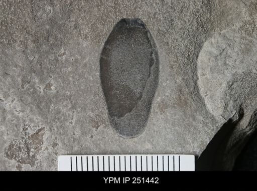 Pterygotidae?
