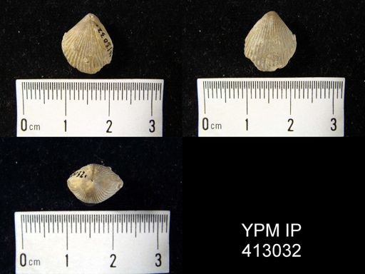 Homeospira sp.