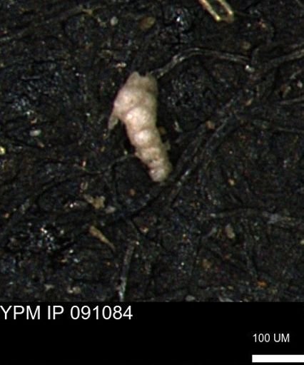Verneuilinoides kansasensis