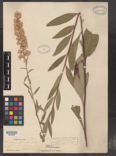 Solidago speciosa