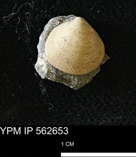 Limopsis striatopunctatus