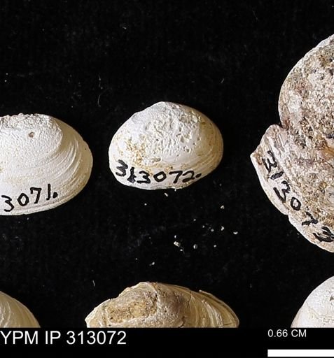 Corbicula