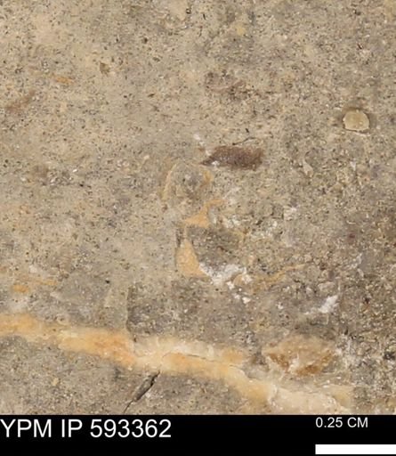 undet. Mollusca