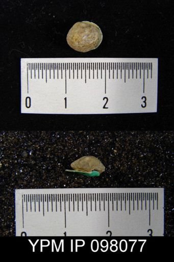 Nucleospira ventricosa