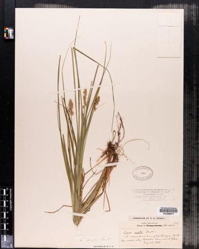 Carex arcta