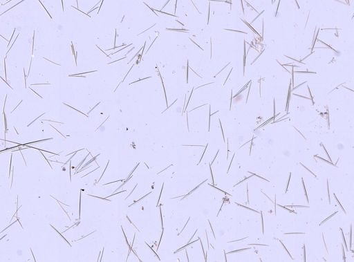 Radiella sol