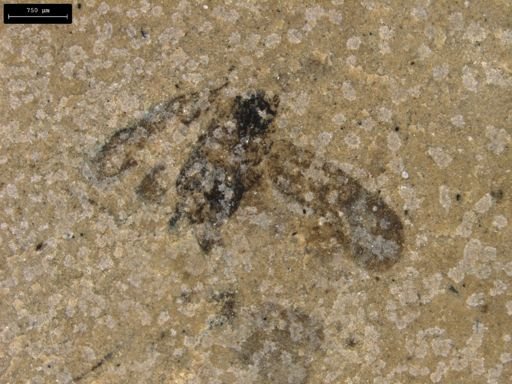 taxon undetermined