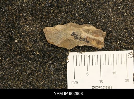 Baculites